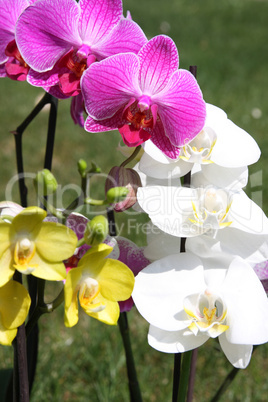 Orchidee