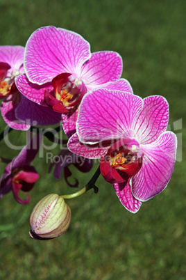 Orchidee