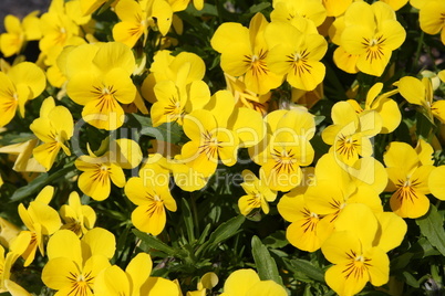 gelb Blumen