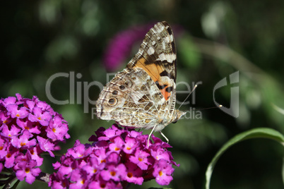 Schmetterling