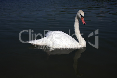 Schwan