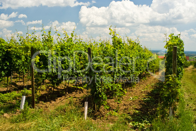 Weinberg, vineyard