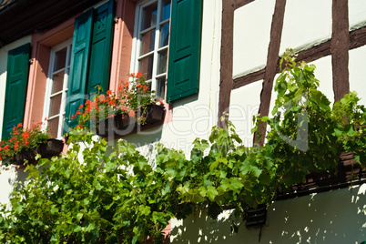 Fachwerkhaus mit Weinrebe, frame house with vine