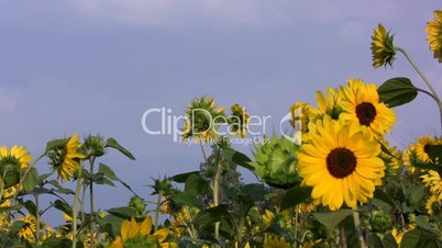 Sonnenblumen im Wind