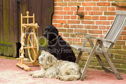 Spinnrad mit zwei Hunden, spinning wheel with two dogs