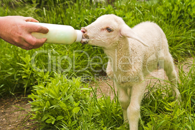 Lammfütterung, lamb feeding