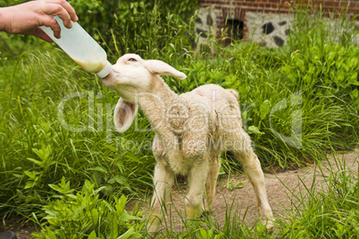 Lammfütterung, lamb feeding