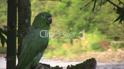 Mealy Parrot (Amazona farinosa)