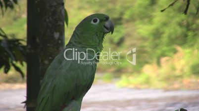 Mealy Parrot (Amazona farinosa)