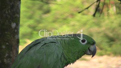 Mealy Parrot (Amazona farinosa)