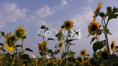 Sonnenblumen im Wind