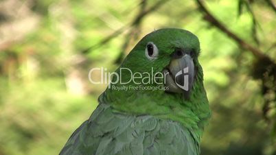 Mealy Parrot (Amazona farinosa)