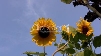 Sonnenblumen im Wind