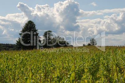 Maisfeld und Wolken