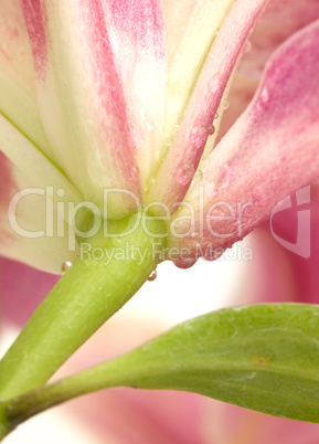 Under Side of Wet Star Gazer Lilly