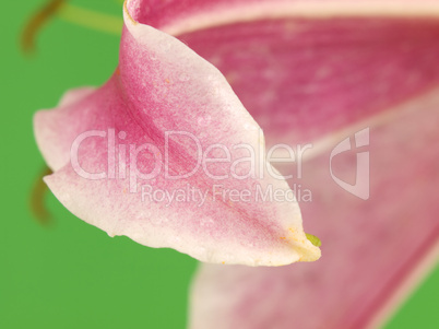 Close up of Pink Star Gazer Lilly Leaf