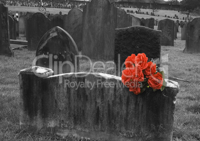 Blank headstone in graveyard with bunch of red roses