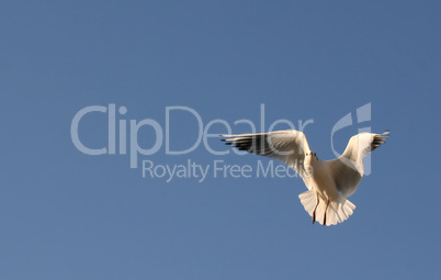 Seagull in flight against a clear blue sky