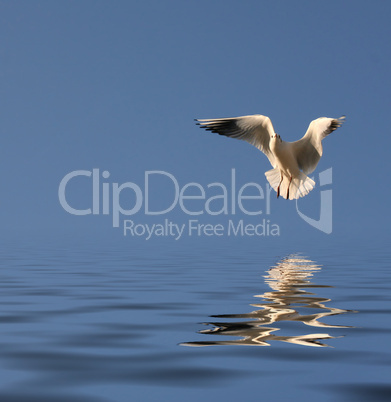 Seagull in flight against a clear blue sky