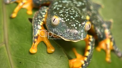 Amazon leaf frog (Cruziohyla craspedopus)