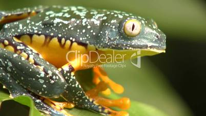 Amazon leaf frog (Cruziohyla craspedopus)