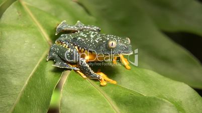 Amazon leaf frog (Cruziohyla craspedopus)