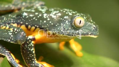 Amazon leaf frog (Cruziohyla craspedopus)