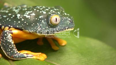 Amazon leaf frog (Cruziohyla craspedopus)