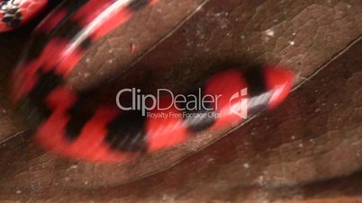 Coral pipesnake (Anilius scytale)