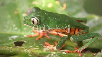 Barred monkey frog (Phyllomedusa tomopterna)