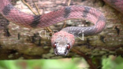 Red vine snake (Siphlophis compressus)