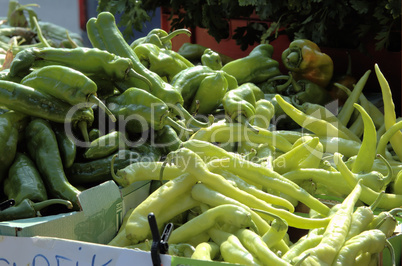 grüne Paprika