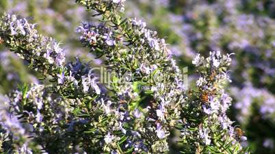 Bienen