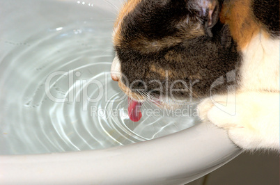 durstige Katze