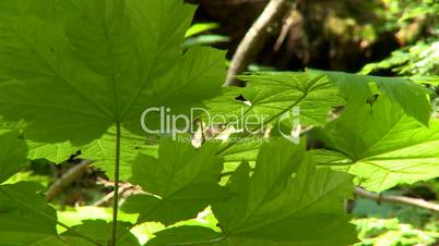 Forest plants