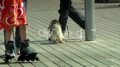 Hund auf der Promenade