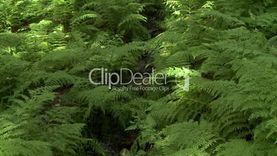 Lady Fern plants and forest stream