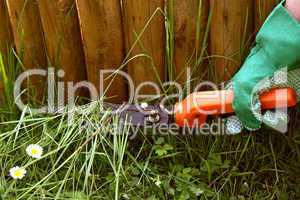 Grass schneiden