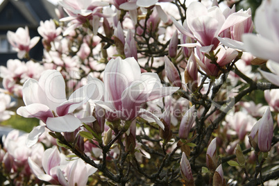 Magnolien