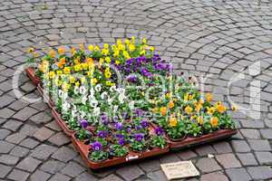 Hornveilchen, horned viola