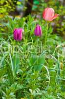 Tulpen im Garten, Tulips in garden