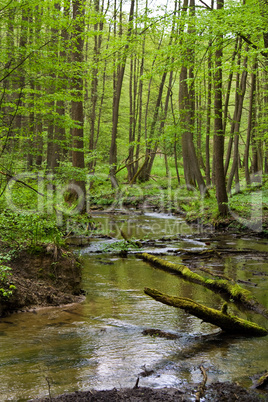 Wald und Fluss im Frühjahr, forest and river in spring