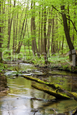 Wald und Fluss im Frühjahr, forest and river in spring