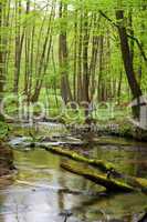 Wald und Fluss im Frühjahr, forest and river in spring