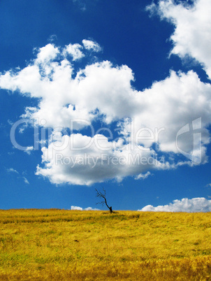 Feld mit abgestorbenem Baum