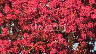 Pink blossoms on tree