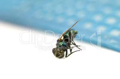Macro of Dead Fly