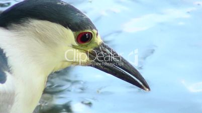 Heron bird close-up