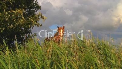 Pferd in Nordfriesland