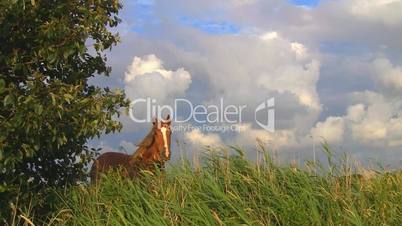 Pferd in Nordfriesland